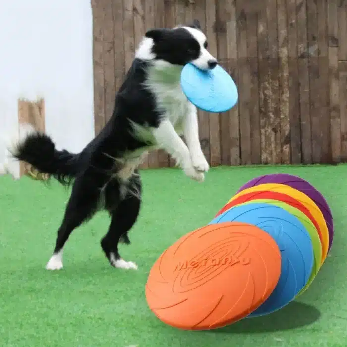 frisbee pour chien indestructible